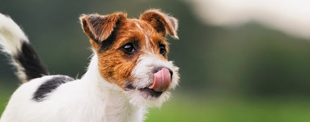 Dispel The Myths About Dog Nutrition