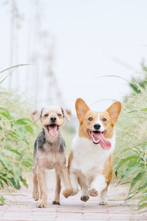Hyperactive Dogs, how can Healthy Paws help?