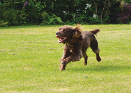 The dreaded fleas and ticks
