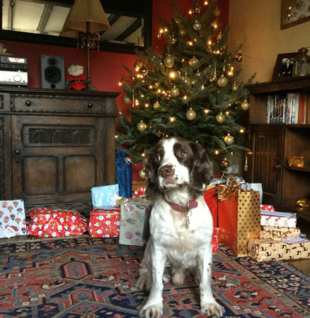 Happy, healthy Christmas with your dog