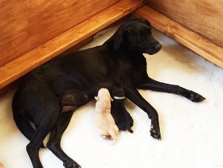 Copraphagia – the proper word for when dogs eat their own poo