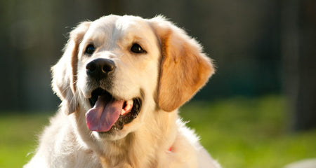 Doggy Digestion