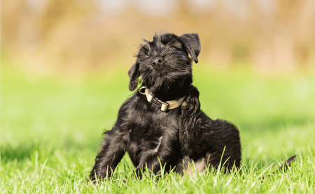 Flea and Worm Prevention for your dog